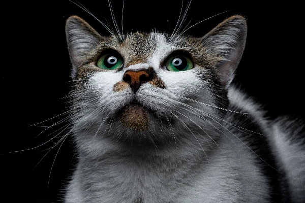 Fotografia para perros y gatos en Cali