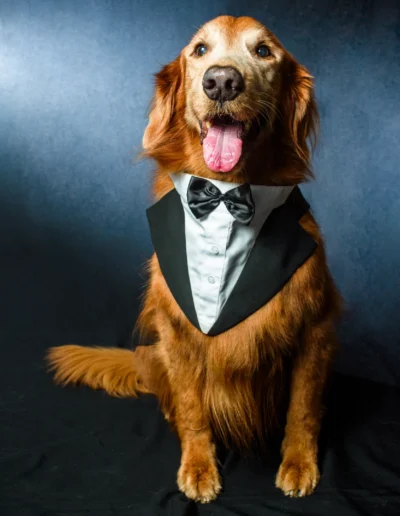 galeria mascotas 1