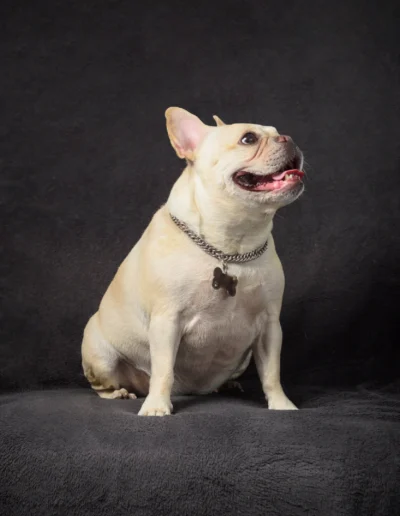 galeria mascotas 4