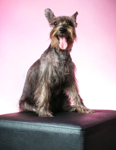 galeria mascotas 6