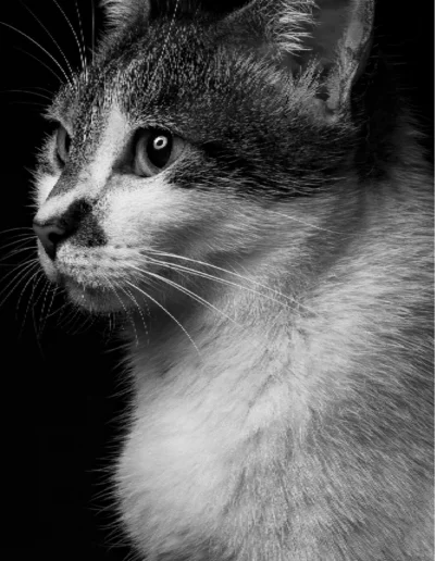galeria mascotas 8